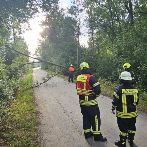 23/25 – Baum auf Strasse