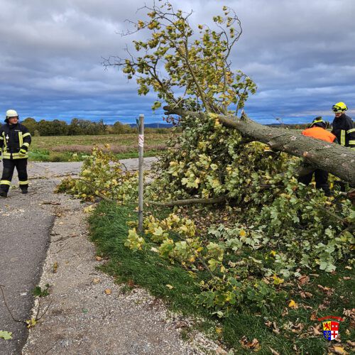 20251023-Baum-Spargelhauschen (10)
