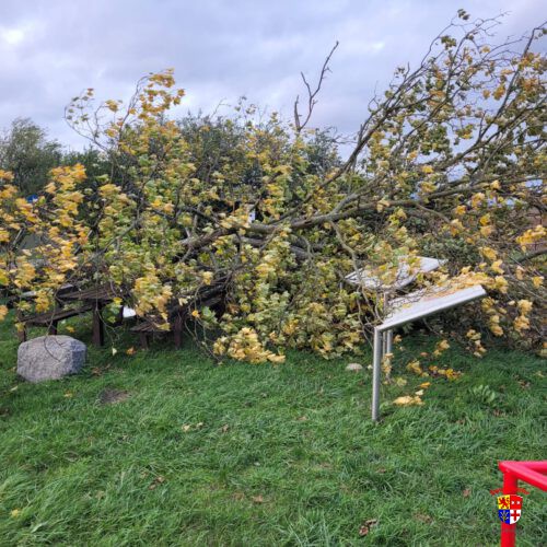 20251023-Baum-Spargelhauschen (12)