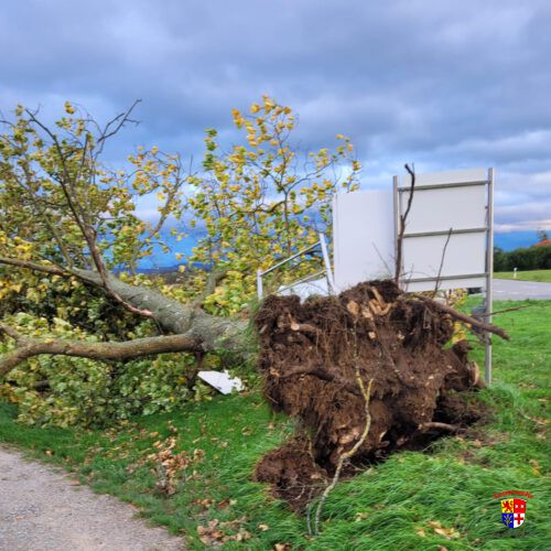 20251023-Baum-Spargelhauschen (14)