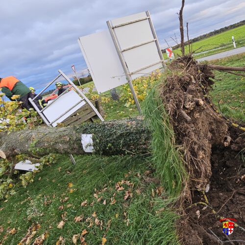 20251023-Baum-Spargelhauschen (4)