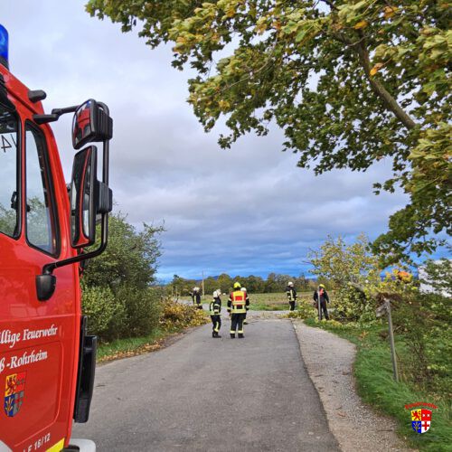 34/25 – Baum nach Sturm