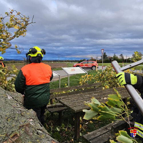 20251023-Baum-Spargelhauschen (8)