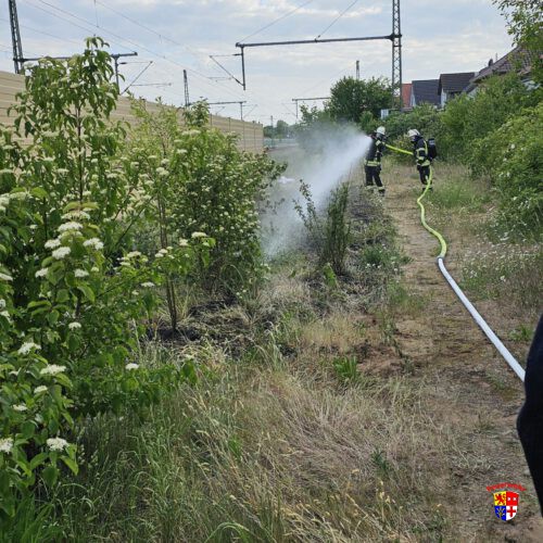 20250517_brenntGrasflache (6)