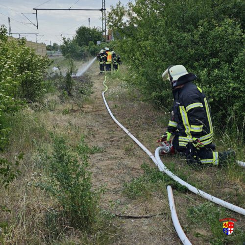 20250517_brenntGrasflache (8)