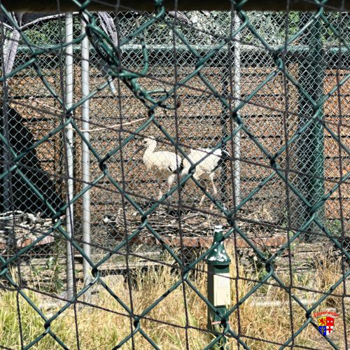 20250623-Storchenrettung (8)